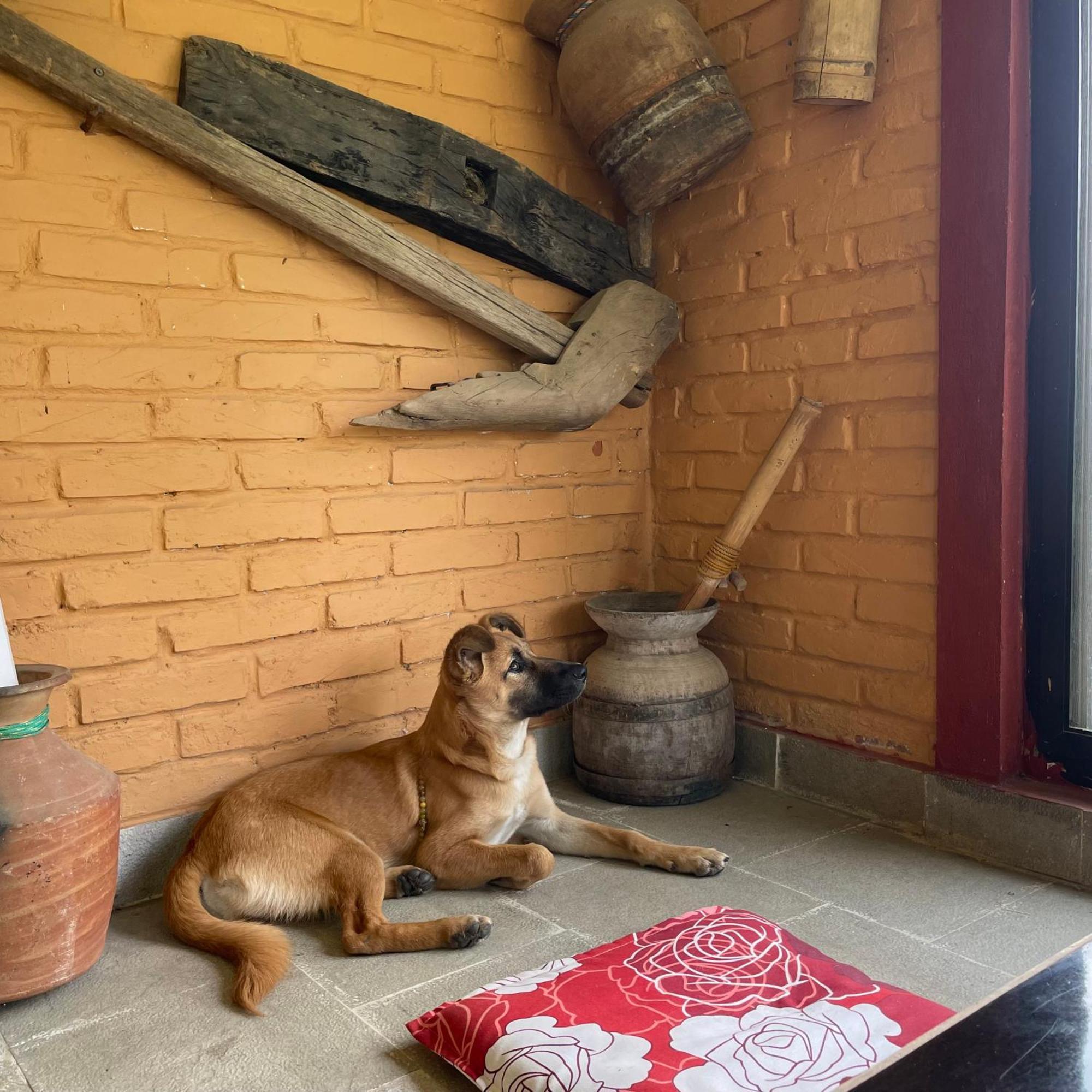 Himalaya Serene View Guest House & Farm Stay Deorāli 外观 照片